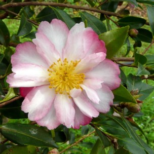 Camelia flor 1
