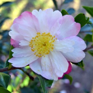 Camelia flor 3
