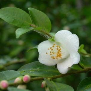 Camelia flor 1