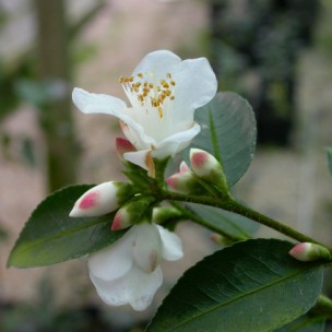 Camelia flor 2