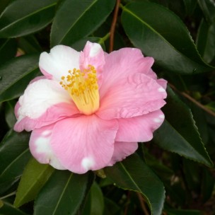 Camelia flor 1
