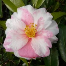 Camelia flor 2