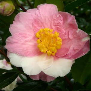 Camelia flor 3