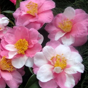 Camelia general 1