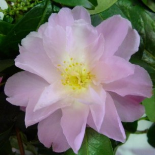 Camelia flor 1