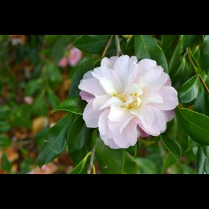 Camelia flor 2