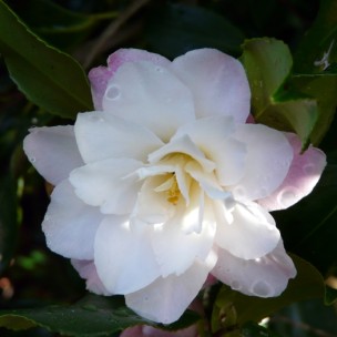 Camelia flor 3