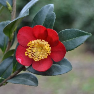 Camelia flor 1