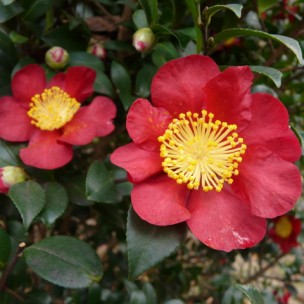 Camelia flor 2