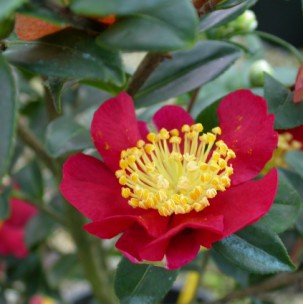Camelia flor 3