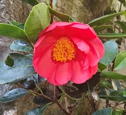 Camelia flor 1
