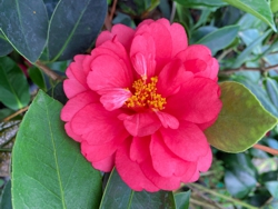 Camelia flor 2