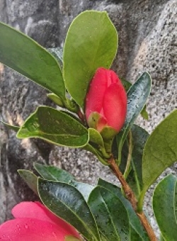 Camelia flor 3