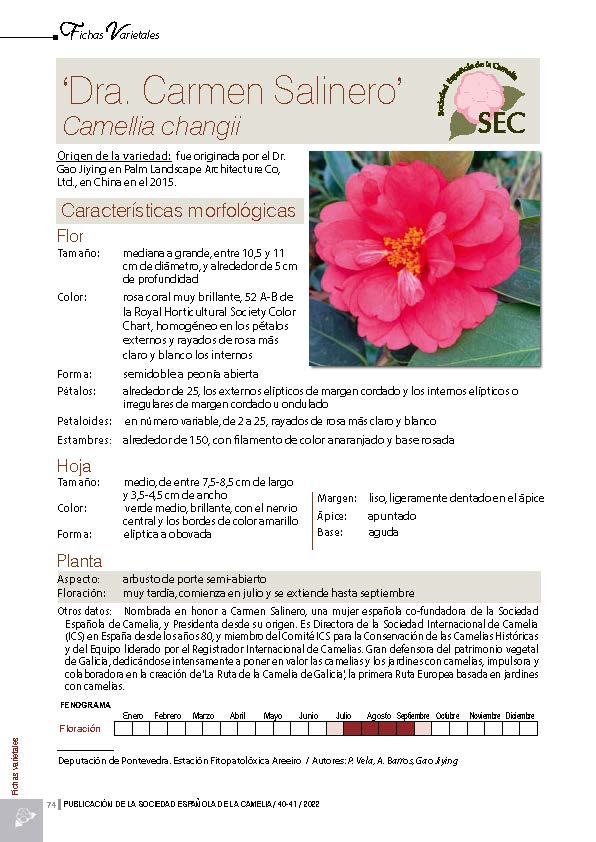 Camelia general 1
