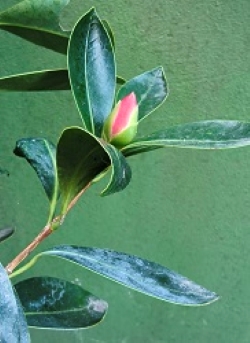 Camelia general 2
