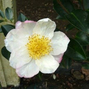 Camelia flor 1