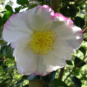 Camelia flor 2