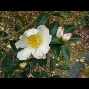 Camelia general 1