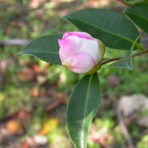 Camelia general 2
