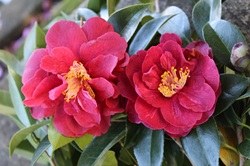 Camelia flor 1