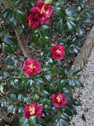 Camelia general 1
