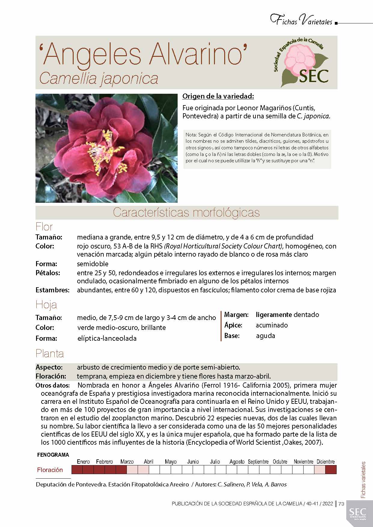 Camelia general 2