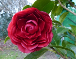 Camelia flor 1