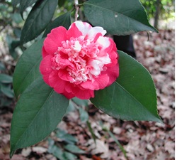 Camelia flor 1