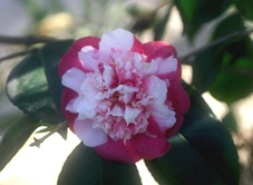Camelia flor 2