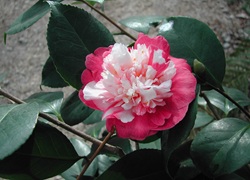 Camelia flor 3