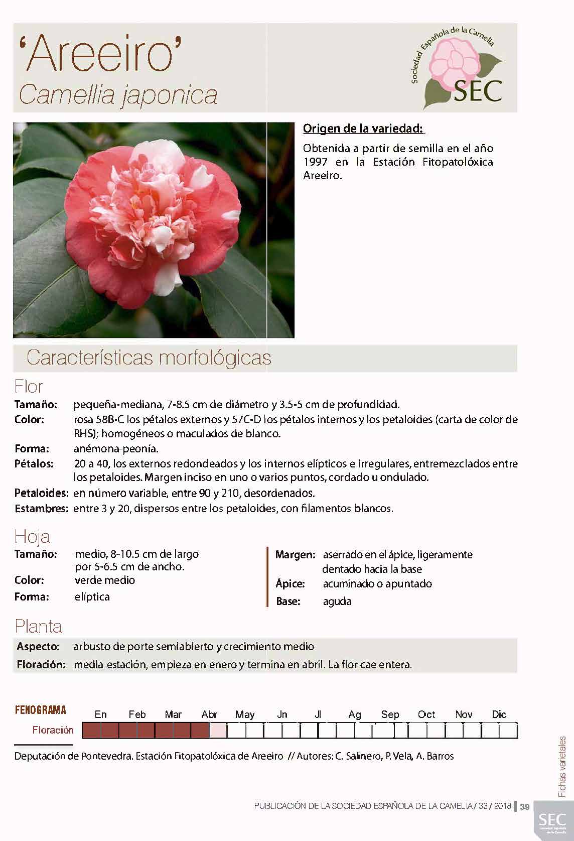 Camelia general 1